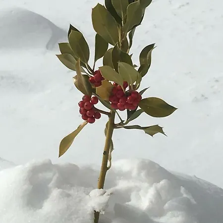 公寓 Grangia In Borgo Antico